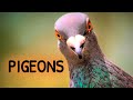 Pigeons. Urban Wildlife | Animal Science