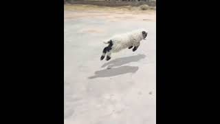 The joy of the little lamb is to jump nonstop... #lamb #Little lambs #Ranch life
