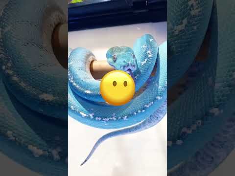 وجدت الفتاة شيئًا غريبًا في فم كلبها 😮 لن تصدق ماذا كان! #shorts