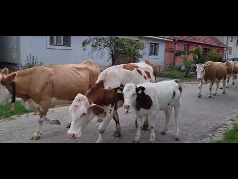 Coboară ciurda de la munte și trece pe uliță în Săliște de Beiuș 