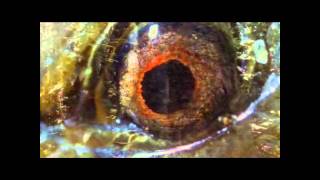 Agog In The Ether (Ozric Tentacles)