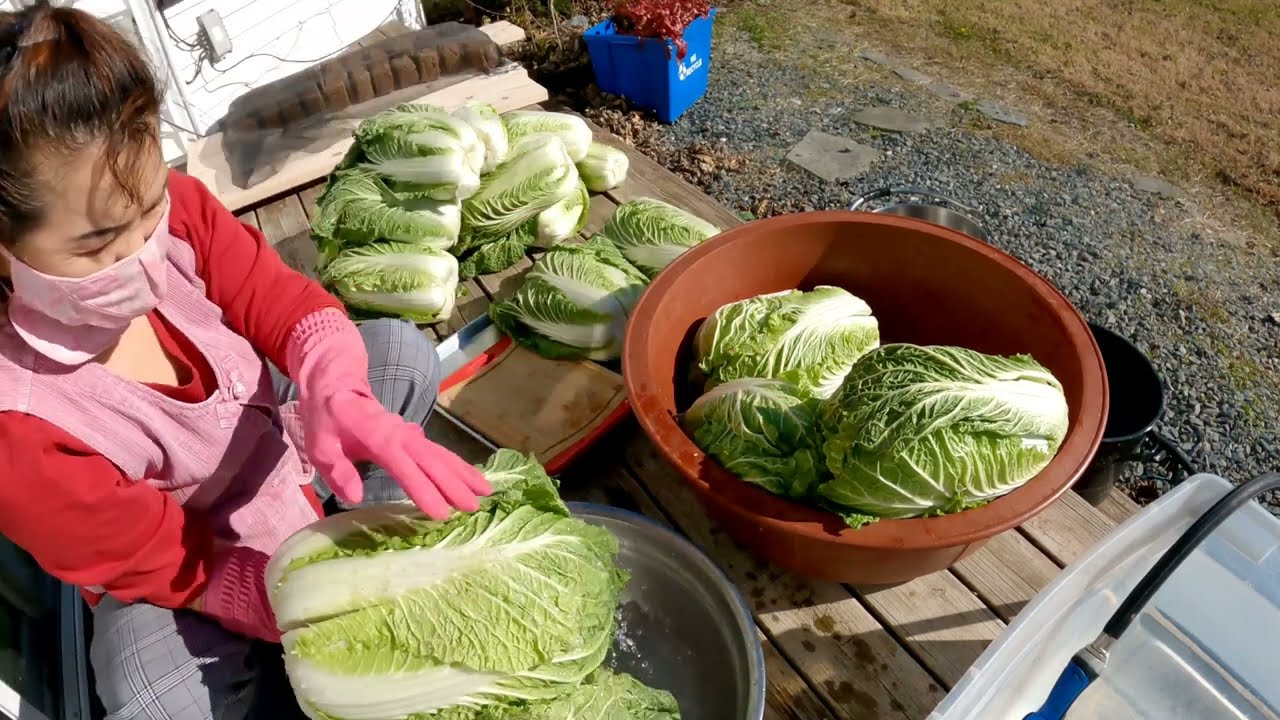 [제발 다 자르지 마세요 ] 콜라병 2개로 통배추 6포기 최고로 맛있게 절임#시청 하시다 보면 소금의 키로는 파운드로 정정 합니다 죄송 합니다/다음 영상은 김치양념 2가지 방법