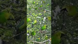 Download lagu suara pikat cucak ijo//ampuh mp3