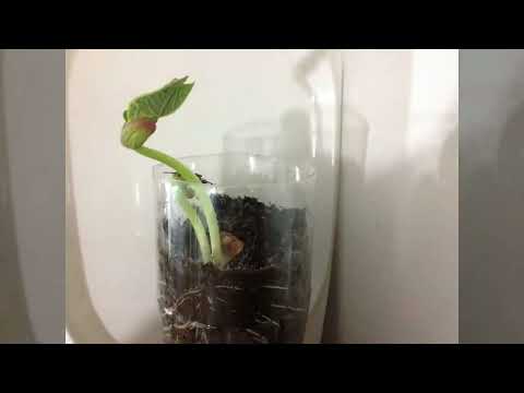 Growing Pinto Beans in 3 days!