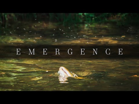 EMERGENCE | Summer Fly Fishing on the White River | 2023 IF4 Stimmie Nominee