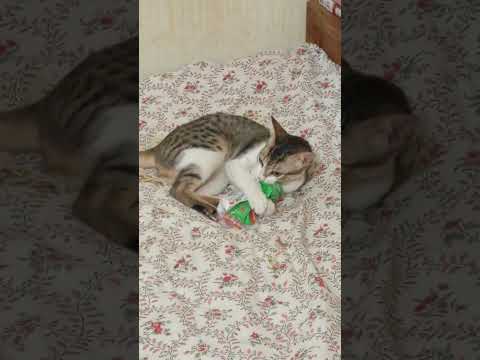 #junjun#newcatplayingvideo#subscribe now