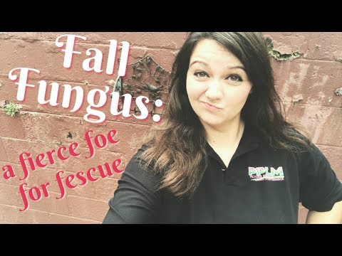 Fall Lawn Fungus | PPLM | (804) 530-2540