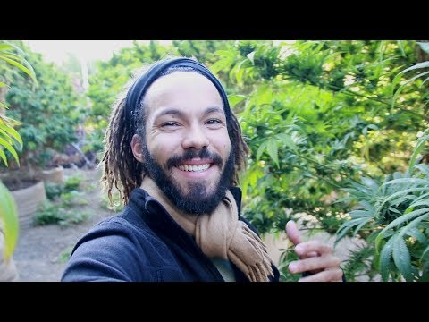 L'INDUSTRIE DU CANNABIS | Ce que M6 ne te dit pas !