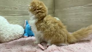 スコティッシュフォールドの動画01