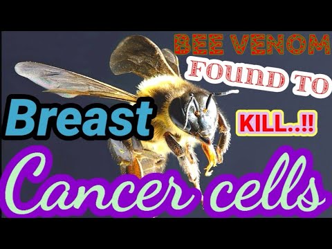 Bee venom found to kill breast cancer cell.. #beestingtheraphy #terapibisalebah
