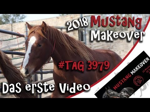 Das erste Video von "meiner" Mustangstute - #TAG 3979 - Mustang Makeover 2018