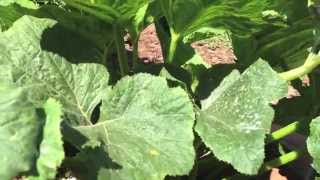 How to Treat and Prevent Powdery Mildew