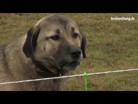 Vorstellung des NABU-Projekts zum Herdenschutz vor Wölfen
