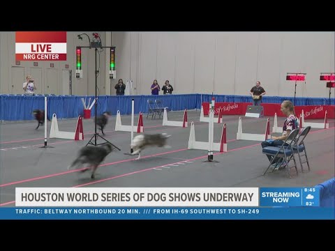 Houston World Series of Dog Shows underway
