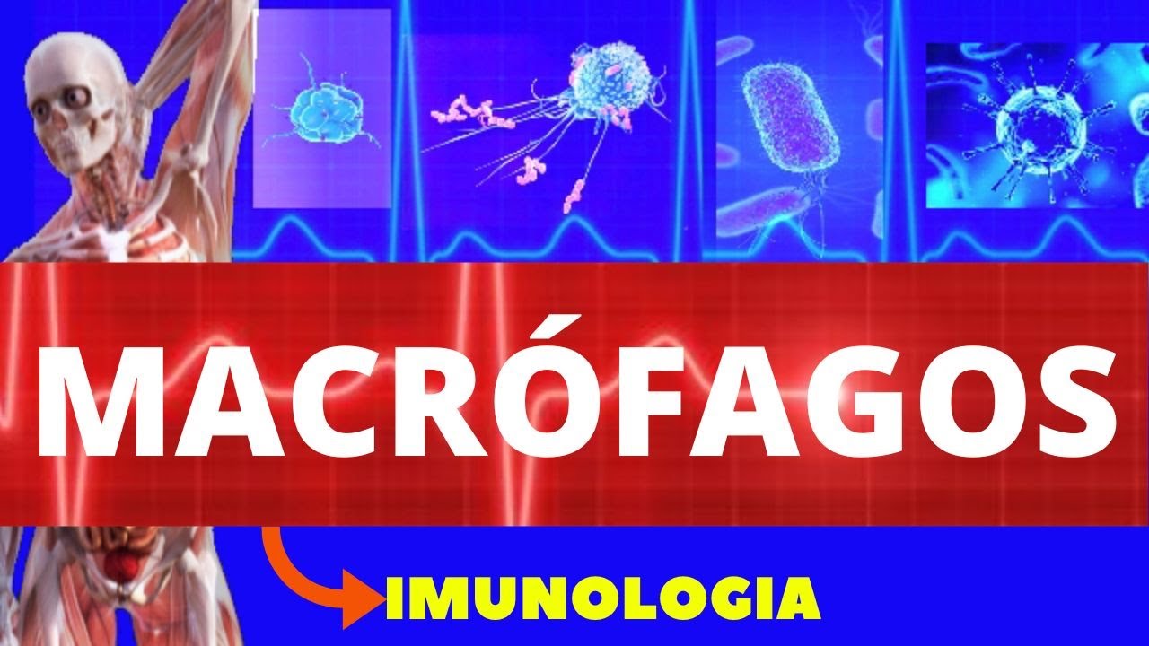 MACRÓFAGOS E MONÓCITOS (ENSINO SUPERIOR) - IMUNOLOGIA BÁSICA - ESTRUTURA E FUNÇÕES DOS MACRÓFAGOS