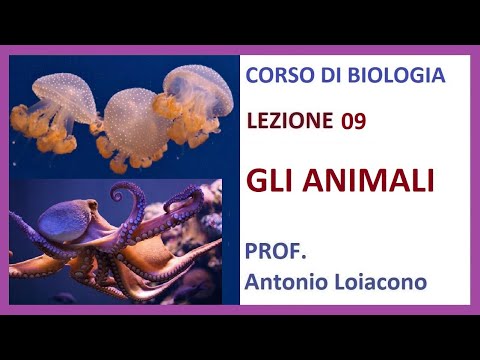 , title : 'CORSO DI BIOLOGIA - Lezione 09 - GLI ANIMALI'