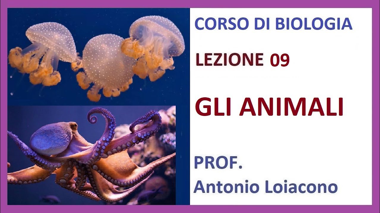 CORSO DI BIOLOGIA - Lezione 09 - GLI ANIMALI