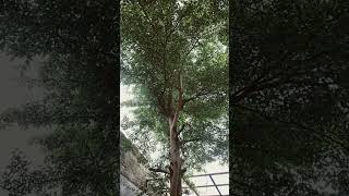 Download lagu Suara angin di pepohonan rindang #nature #suarauntuktidur #channelrelaksasi #wildlife #suaraangin mp3