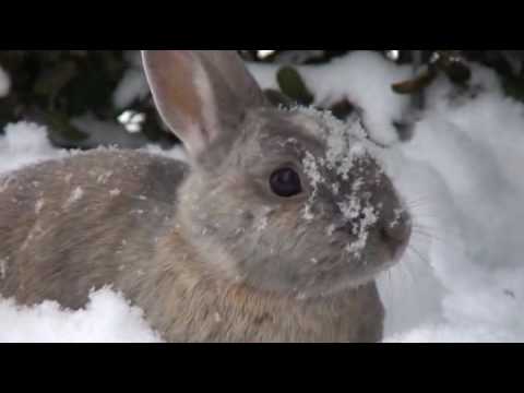 Nano und Nina auf der verschneiten Terrasse