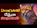 FOCUS YOUR MIND Telugu Motivational Video Voice Of Telugu