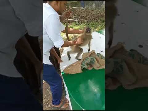 Ek bandar school ke Andar😃@somasserenity617