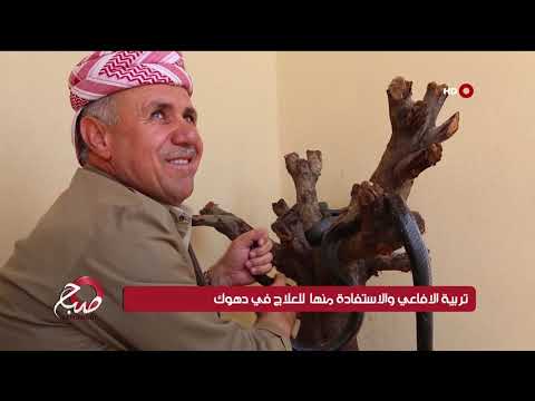 شاهد بالفيديو.. صباح الشرقية 11-9-2019 | تربية الافعاي والاستفادة منها للعلاج في دهوك