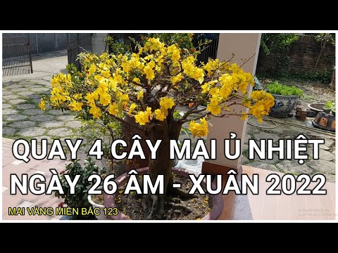 🔴 QBS2185 - Quay 4 cây mai ủ nhiệt ngày 26 âm xuân 2022 || Mai vàng miền bắc || Giao lưu mai vàng