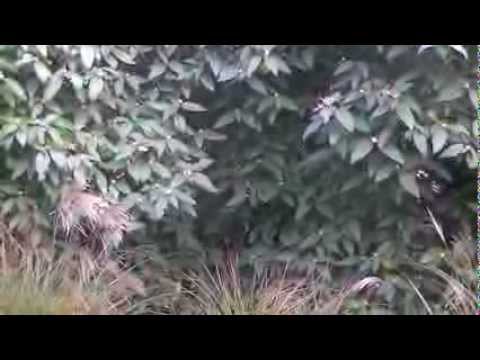 Bills and Normas Thanksgiving Talent Show Promo