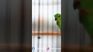 Download lagu Serindit Gacor Nembak Cililin Seharga iPhone #serinditpikat #serinditisiancililin #serinditgacor mp3