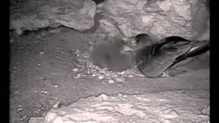 preview picture of video 'Parco Nazionale Arcipelago Toscano una webcam sull'Isola di Pianosa per un pulcino di Berta maggiore'