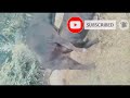 Buffalo Meeting Video Buffalovideo Yuvraj Bul