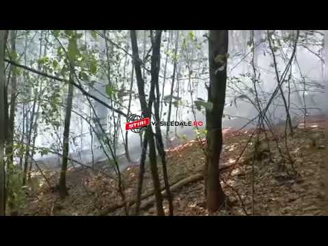 Foc padure Baia Mare