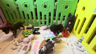 Video preview image #13 Chihuahua Puppy For Sale in CHARLESTON, AR, USA