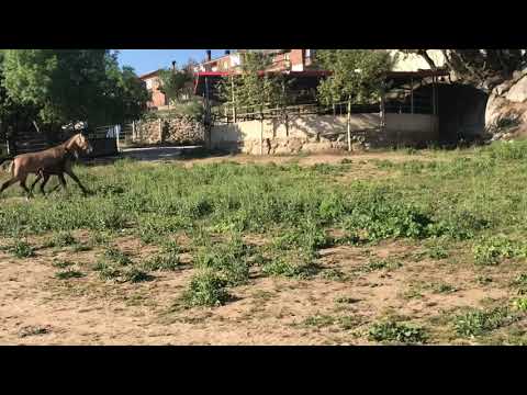 Inca FS yegua baya genética campeones doma