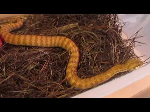 Breeding rare and threatened species of snakes in captivity is essential to their survival.