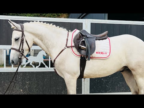 Super sporty Connemara pony - Image 2
