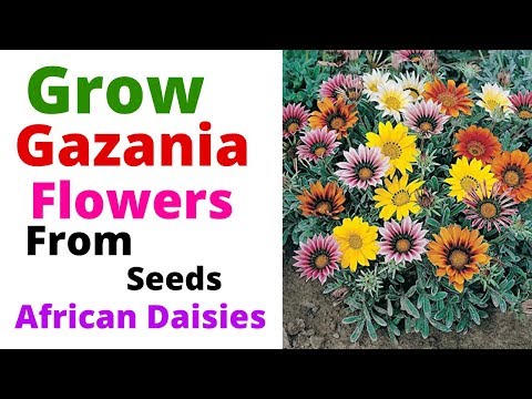 download lagu mp3 mp4 Orange African Daisy Genus, download lagu Orange African Daisy Genus gratis, unduh video klip Orange African Daisy Genus