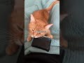 This is my cat became a cat burglar