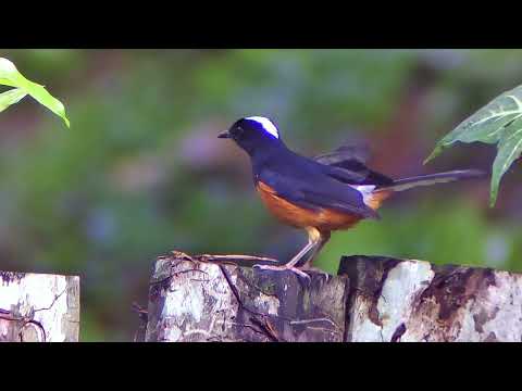 𝐓𝐡𝐞 𝐰𝐡𝐢𝐭𝐞-𝐜𝐫𝐨𝐰𝐧𝐞𝐝 𝐬𝐡𝐚𝐦𝐚 𝐨𝐧 𝐒𝐯𝐛𝐨𝐧𝐲 𝐒𝐀𝟒𝟎𝟏 𝐒𝐜𝐨𝐩𝐞!