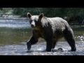 AMAZING NATURE Nature S Crazy World Fearless 300 Trailer Music
