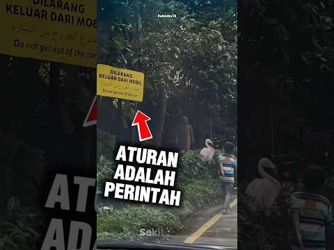 Nekat turun dari mobil #tamansafariindonesiabogor #shorts