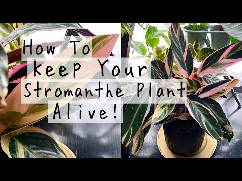 Stromanthe Triostar Plant Care Tips & Tricks! | How To Keep Your Stromanthe Houseplants ALIVE!