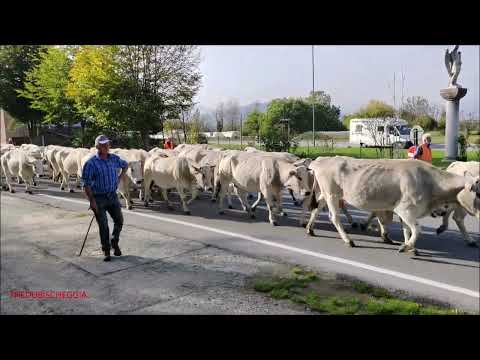 2^Pte.:TRANSUMANZA DELLA VALLE VERMENAGNA TRANSITA A FONTANELLE DI BOVES (CN) SAB. 29 - 10 - 2022.