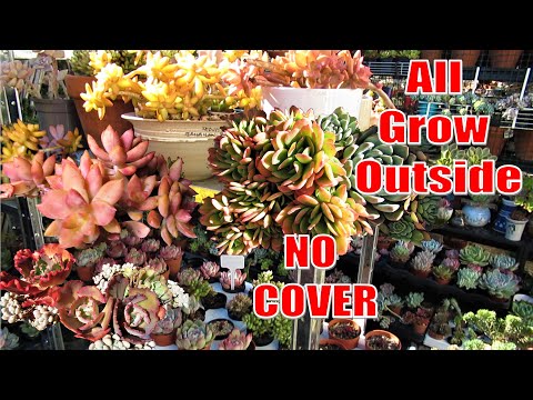 image-What succulents can withstand frost?