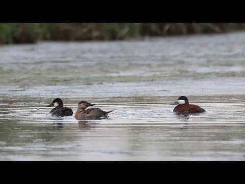 Ruddy Duck Plumage Comparison