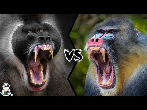 Drill vs Mandrill -  Who Is The Monkey King?