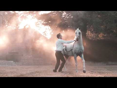 Multichampion Arabian Stallion Khaled Al Hamad