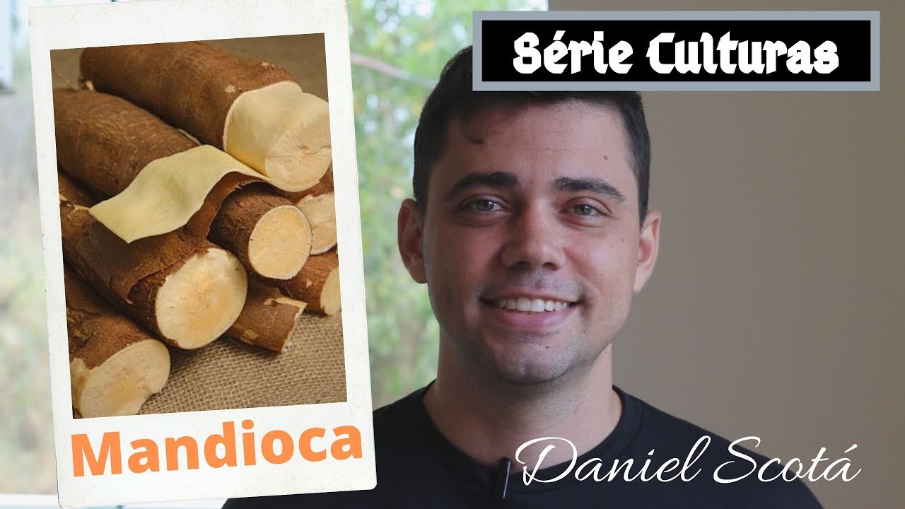 Mandioca de mesa - plantio, calagem, adubação e colheita