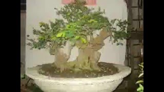 preview picture of video 'ROLLY BONSAI'