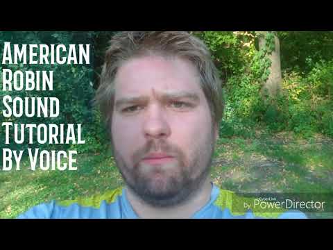 American Robin Sound Tutorial By Voice!